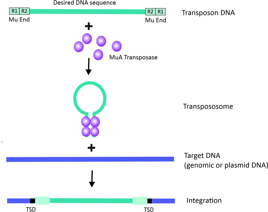 Transposable bacteriophage Mu – Domus Biotechnologies