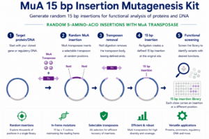 MuA 15 bp Insertion Mutagenesis Kit workflow showing random MuA transposon insertion, transposon removal, 15 bp insertion generation and functional screening.